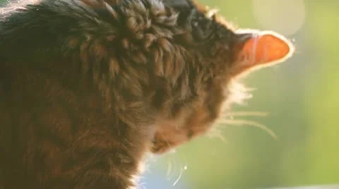 Cat Video stock 11133868