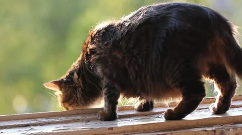 Cat Stock Footage 11134191