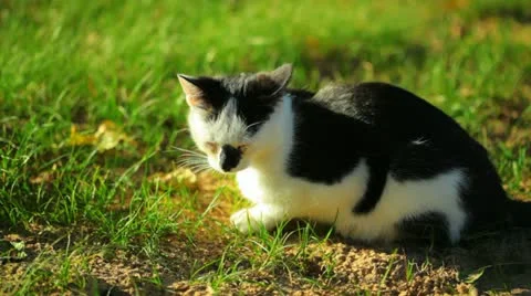 Cat Stock Footage 11881441