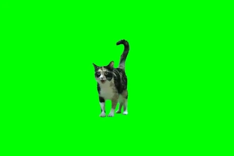 Cat Video stock 19127576