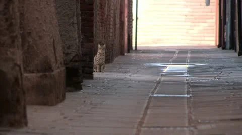 Cat Video stock 22132236