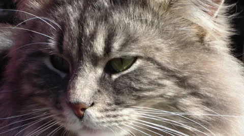 Cat Video stock 22784523