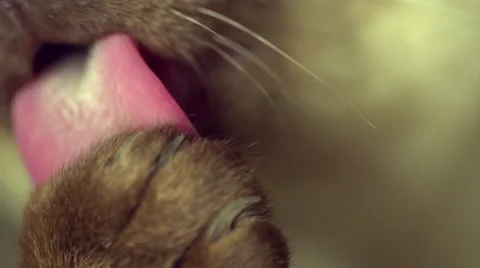 Cat Stock-Footage 23544209