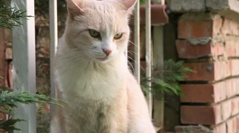 Cat Stock Footage 25364541