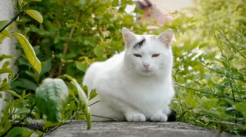 Cat Stock Footage 25596809
