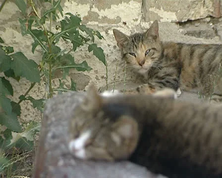 Cat Stock Footage 25845087