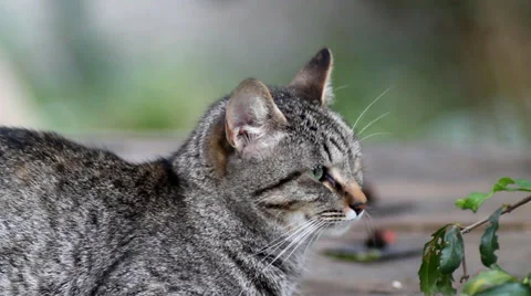 Cat 스톡 동영상 27522262