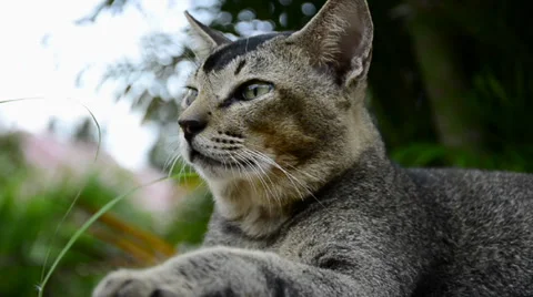 Cat Stock Footage 32325855