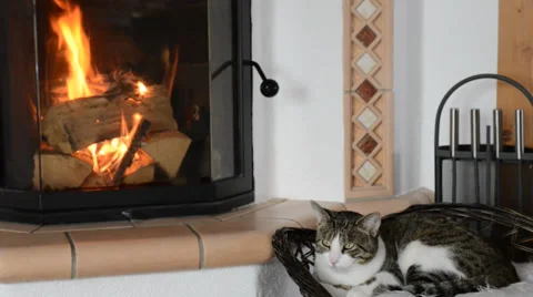 Cat Stock Footage 32598712
