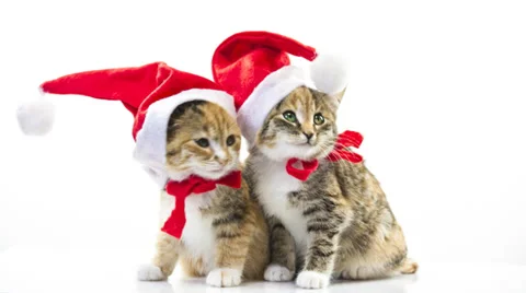 Cat Video stock 32937670