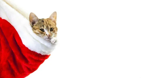 Cat Stock Footage 32937704