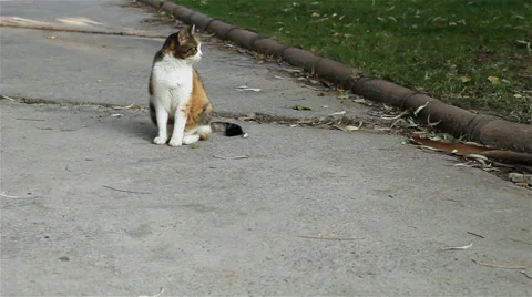 Cat 스톡 동영상 33639906