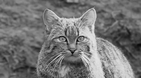 Cat Stock Footage 36126877