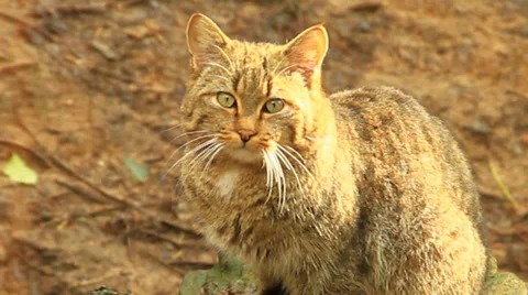 Cat Video stock 36126883