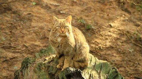 Cat Stock Footage 36126916