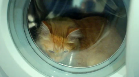 Cat Stock Footage 58197444