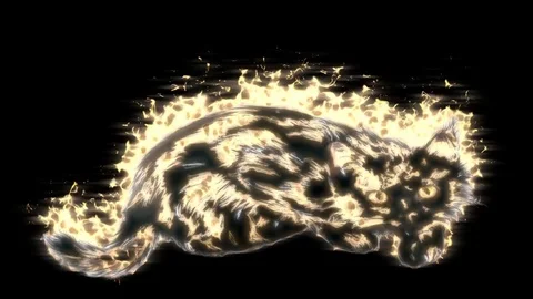 Cat Video stock 72379426