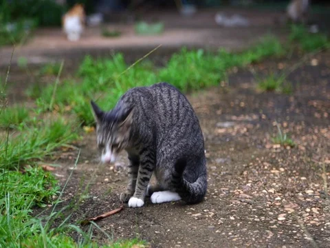 Cat Stock Footage 77205134