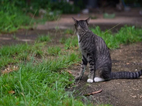 Cat Stock Footage 77205153