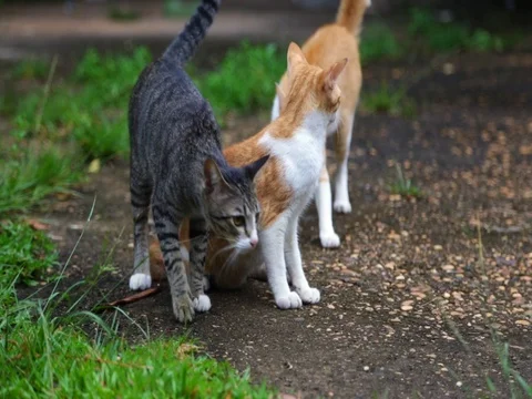 Cat Stock Footage 77205154