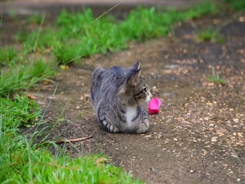 Cat Stock Footage 77205177