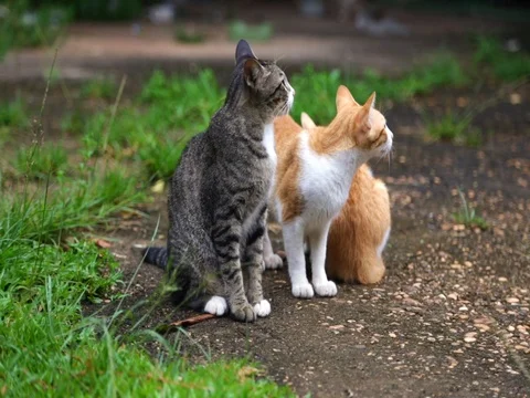 Cat Stock Footage 77205196