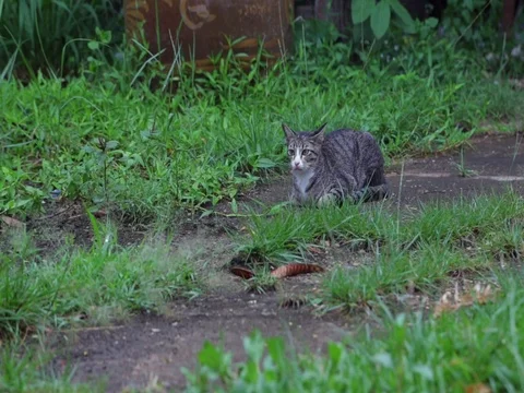 Cat Stock Footage 77205212