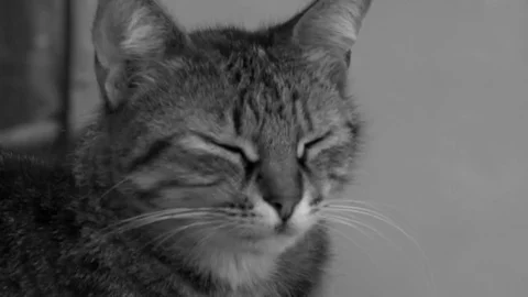 Cat Stock Footage 77971977