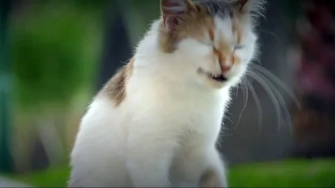 Cat Stock Footage 81011587