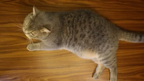 Cat Stock Footage 81613209