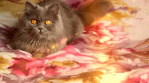 Cat Stock Footage 86766469