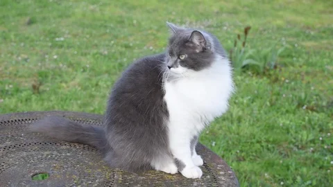 A cat Stock Footage 88477081