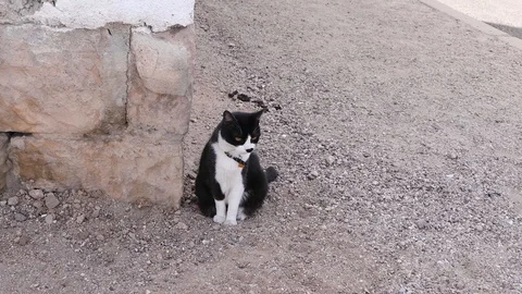CAT Stock Footage 90379788
