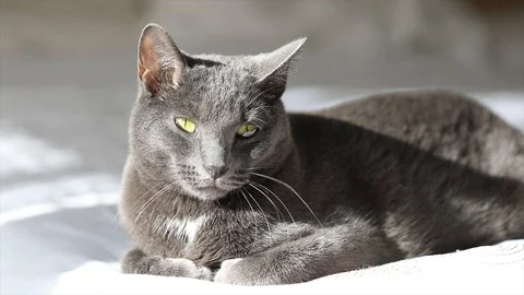 Cat Video stock 90985122