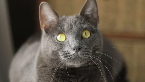 Cat Video stock 91376318