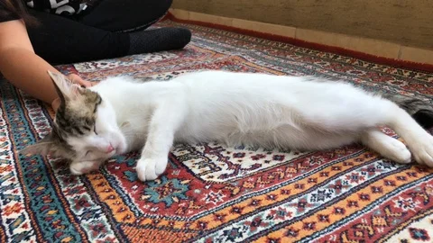 Cat. Stock Footage 91448937