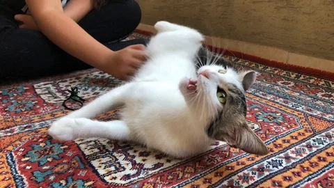 Cat. Stock Footage 91452542