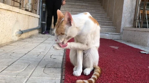 Cat. 스톡 동영상 91452996