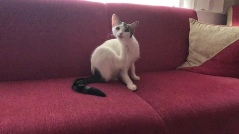 Cat. 스톡 동영상 91453573