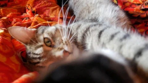 Cat Stock Footage 94549169