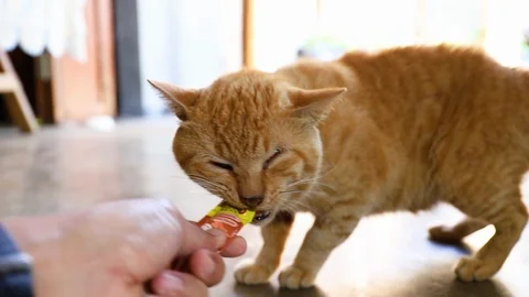 Cat Stock Footage 102641204