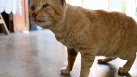 Cat Stock Footage 102641356