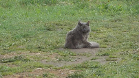 Cat Stock Footage 107875515