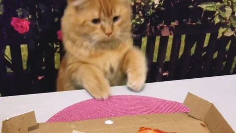 The cat Stock Footage 108754278