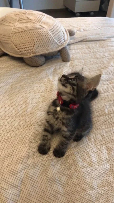 Cat 库存影片 117133746