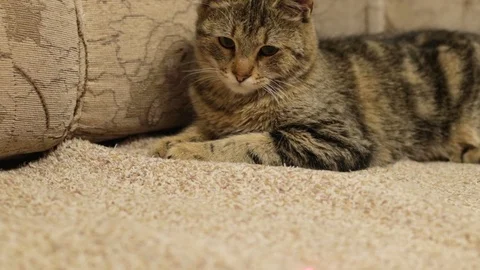 Cat 動画素材 121090876