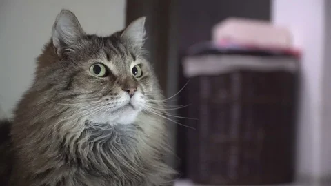 The cat Stock Footage 122528365