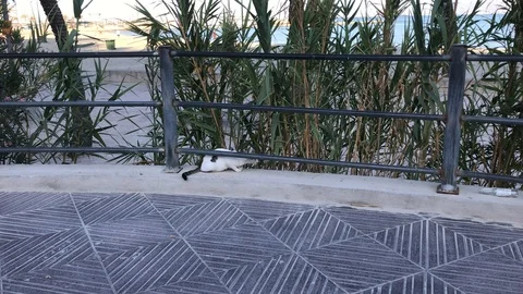 This is the cat Stock Footage 123298605