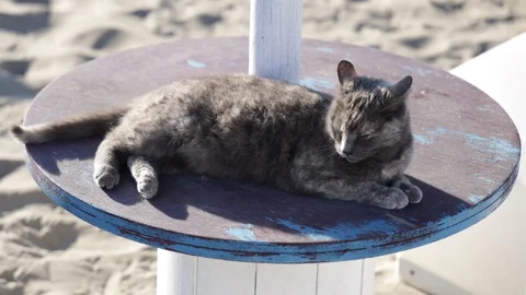 Cat Video stock 128453918