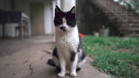 Cat Stock-Footage 130716400